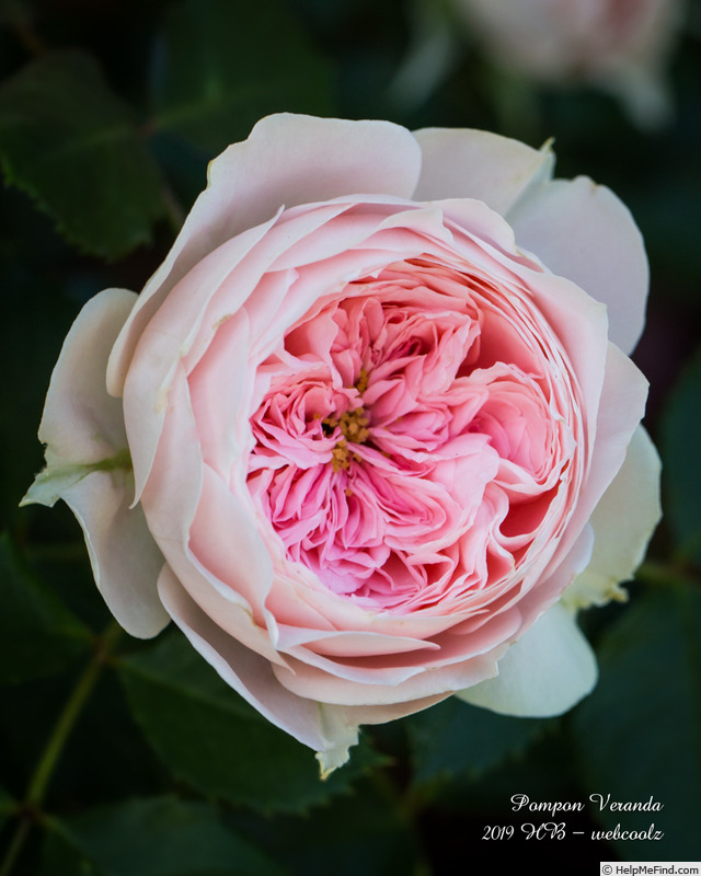 'Pompon Veranda ®' rose photo