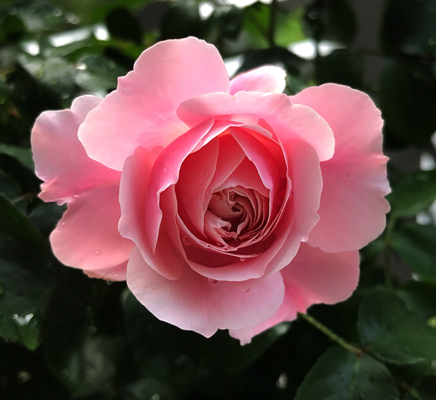 'Leonardo da Vinci ® (Floribunda, Meilland, 1993)' rose photo