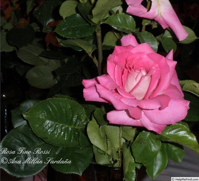 'Tino Rossi ®' rose photo
