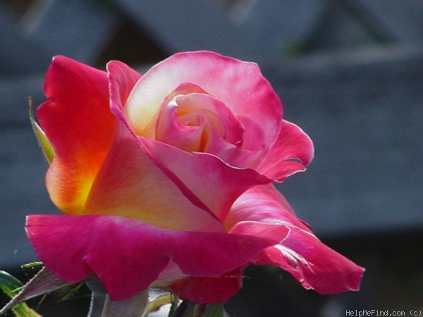'Patchwork' rose, click to enlarge 'Patchwork' rose photo