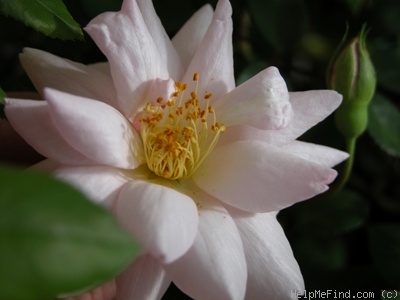 'Clytemnestra' rose photo