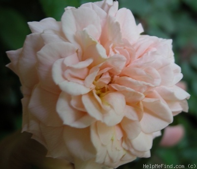 'Louise Clements (shrub, Clements, 1996)' rose photo