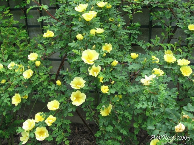 '<i>Rosa pimpinellifolia</i> 'lutea'' rose photo