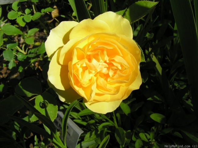 'Graham Thomas' rose photo