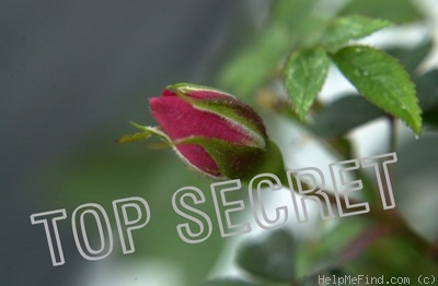 'Top Secret (miniature, Moore, 1971)' rose photo