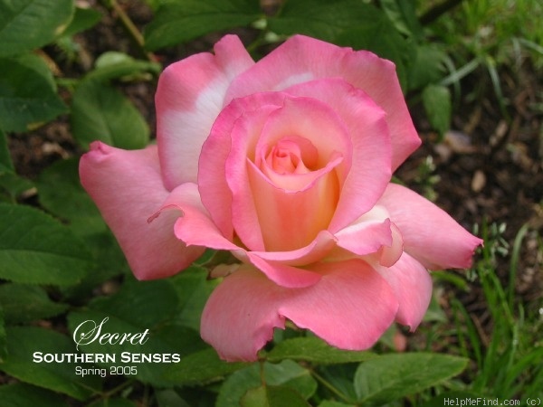 'Secret ™' rose photo