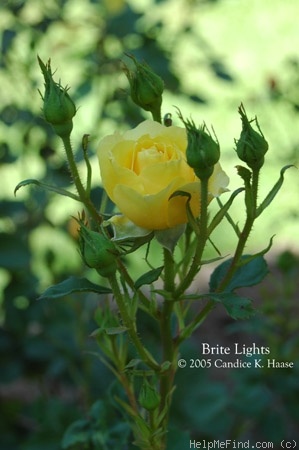 'Brite Lites' rose photo