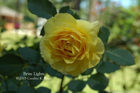 'Brite Lites' rose photo