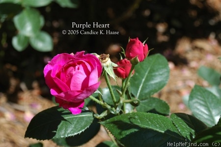 'Purple Heart ™ (floribunda, Carruth, 1999)' rose photo