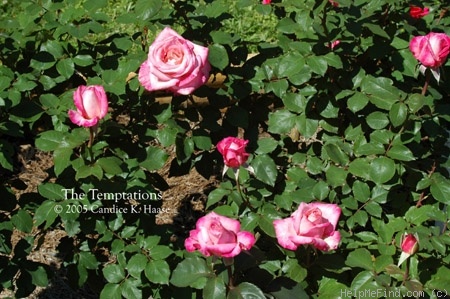 'The Temptations ™' rose photo