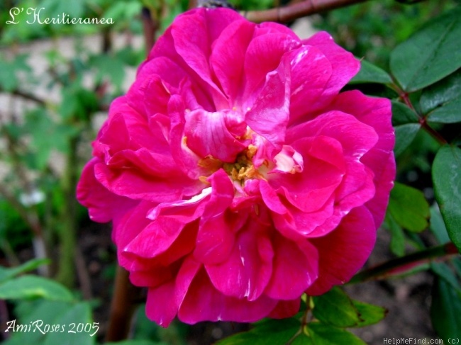 'L'Heritieranea' rose photo