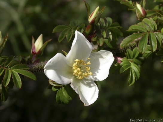 '<i>Rosa sericea</i> var. <i>omeiensis</i> (Rolfe) G.D.Rowley' rose photo