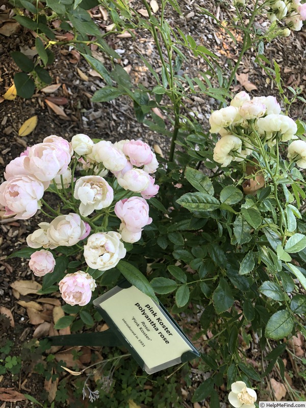 'Pink Koster' rose photo