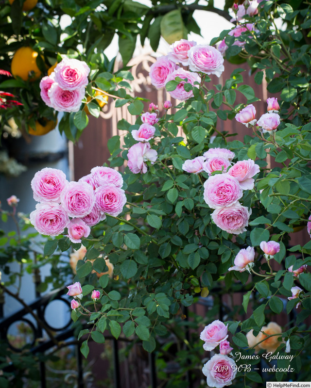 'James Galway' rose photo