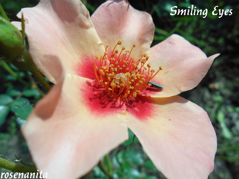 'Smiling Eyes' rose photo