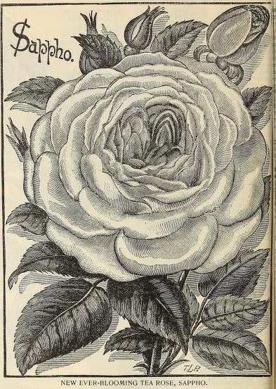 'Sappho (tea, Paul, 1889)' rose photo