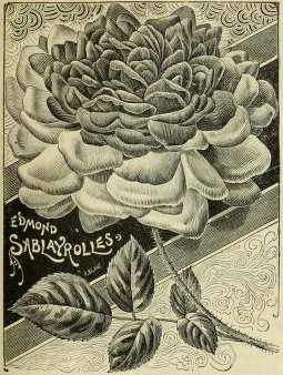 'Edmond Sablayrolles' rose photo