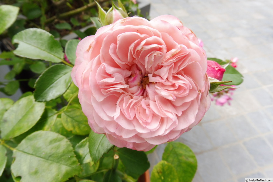 'Pink Meilove' rose photo