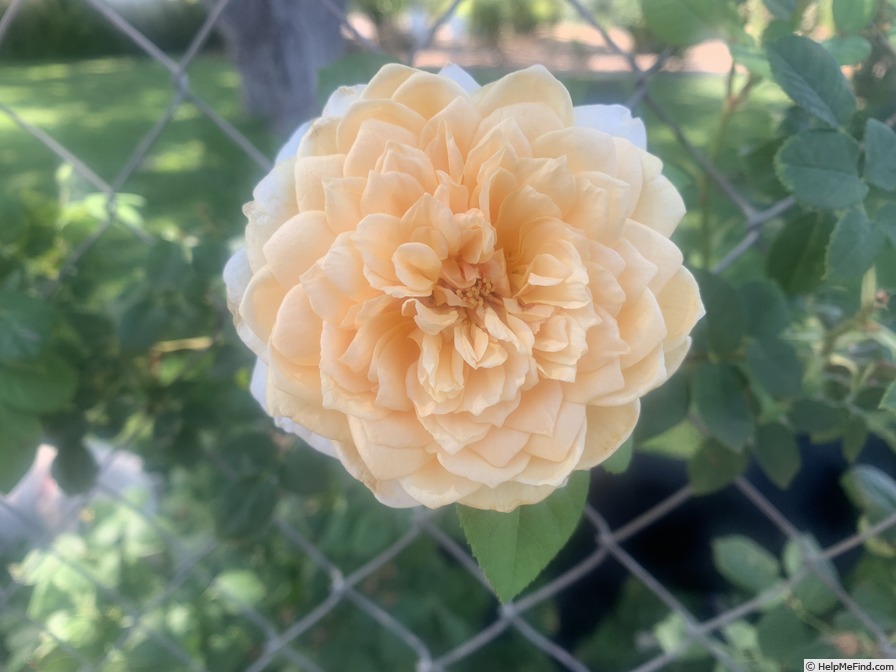 'Teasing Georgia' rose photo