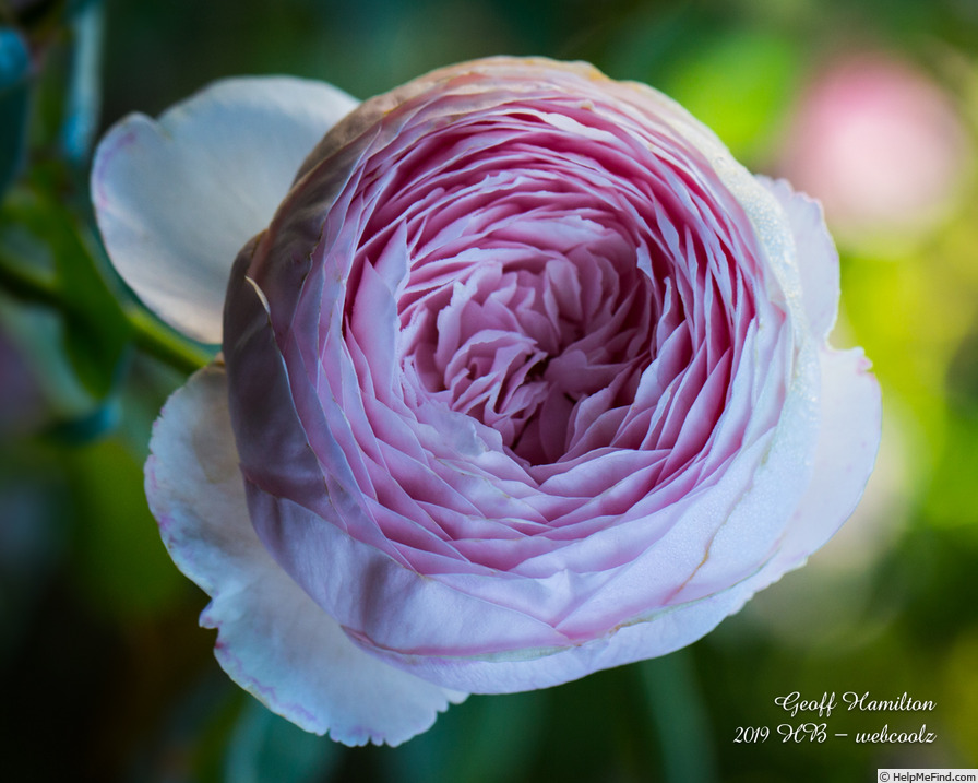 'Geoff Hamilton' rose photo