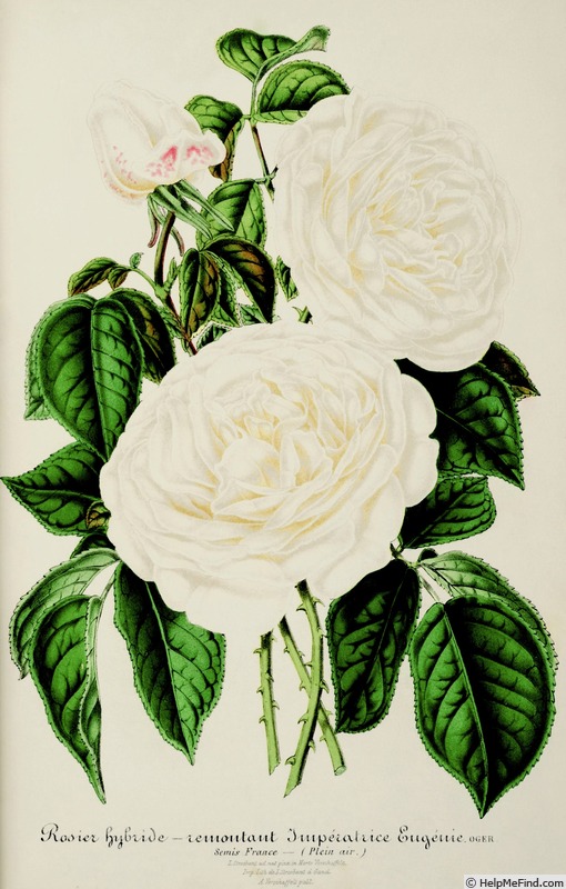 'Impératrice Eugénie (hybrid perpetual, Oger, 1858)' rose photo