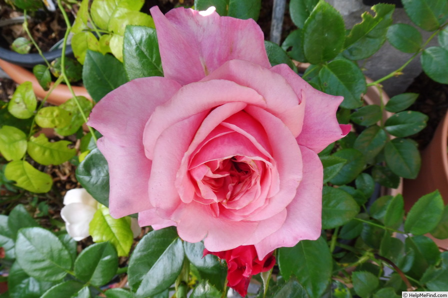 'Comeback ®' rose photo