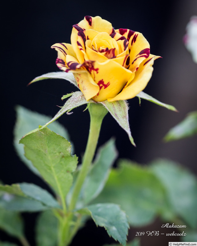 'Alakazam' rose photo