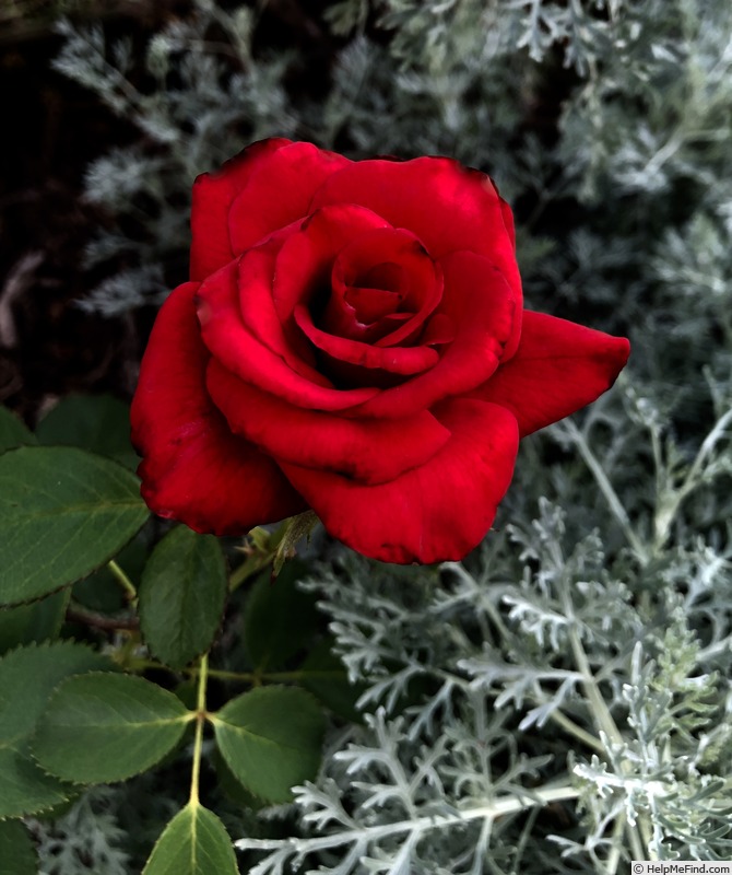 'Kardinal (hybrid tea, Krause 1933)' rose photo