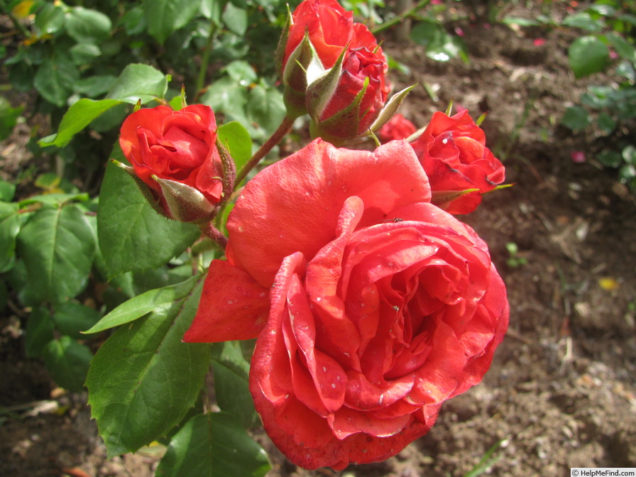 'Su-Spantu' rose photo