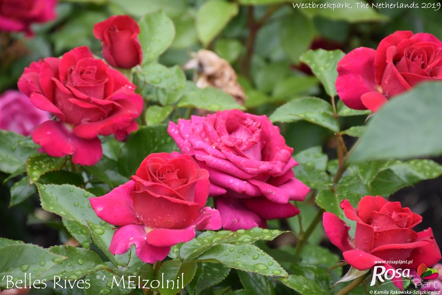 'Belles Rives ®' rose photo