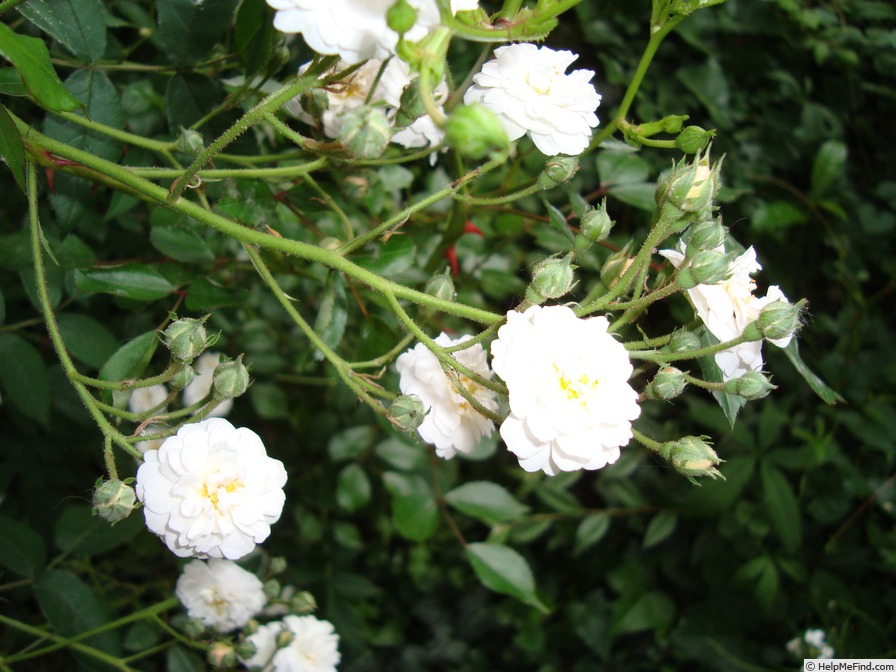 'Wedd' rose photo