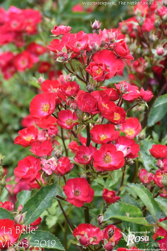 'La Belle Rouge ®' rose photo