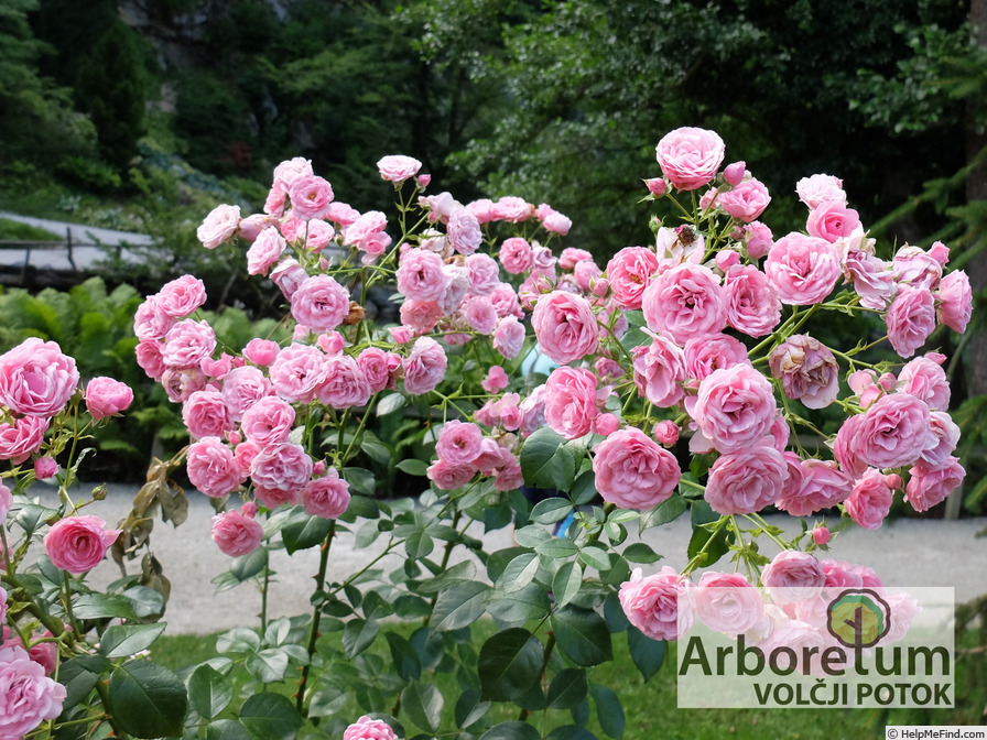 'Pomponella ® (floribunda, Kordes 2005)' rose photo