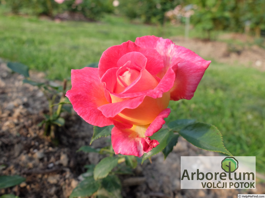 'Radka' rose photo
