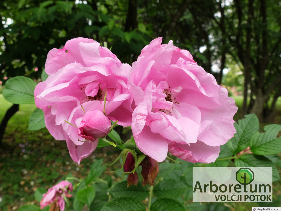 'Pink Roadrunner ®' rose photo