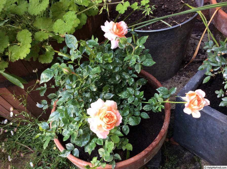 'Fragrans Meillandina ®' rose photo
