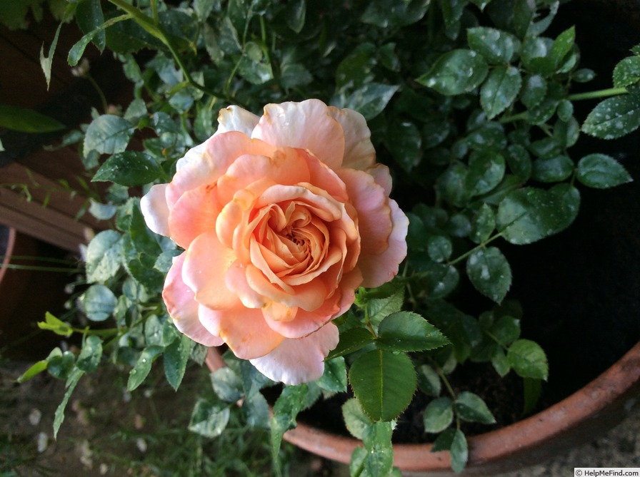 'Fragrans Meillandina ®' rose photo