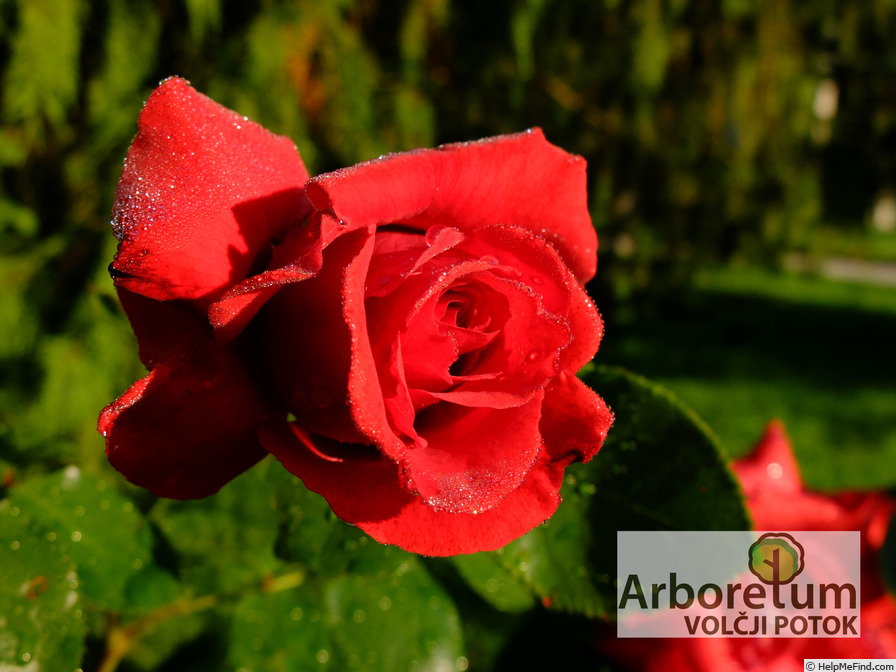 'Jacques Prévert ®' rose photo
