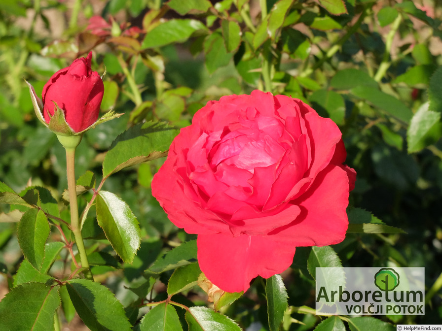 'Carris' rose photo