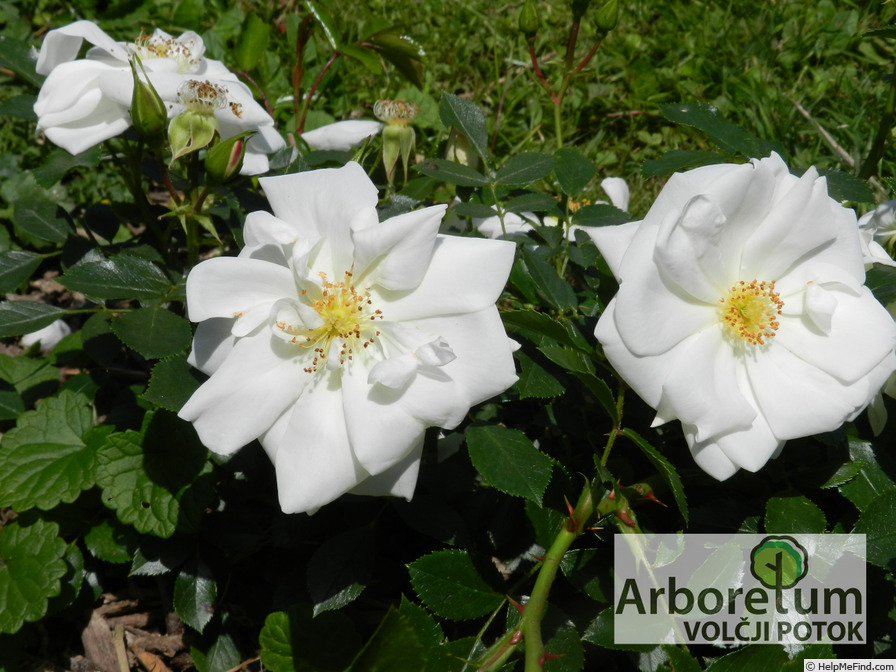 'Schneeflocke (floribunda, Noack 1991)' rose photo