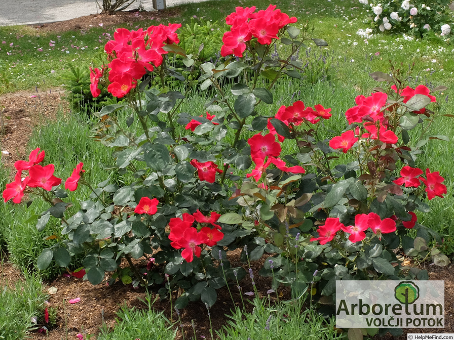 'Home Run ™(shrub, Carruth 2001)' rose photo