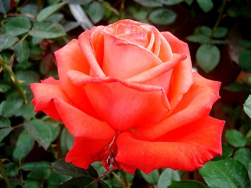 'Super Star' rose photo