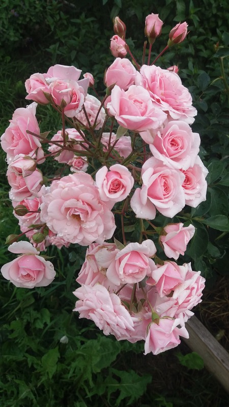 'Diadem (floribunda, Evers/Tantau, 1986)' rose photo