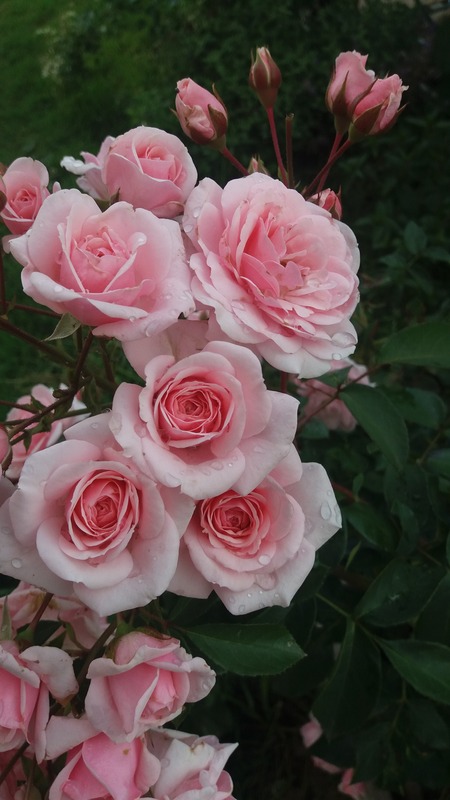 'Diadem (floribunda, Evers/Tantau, 1986)' rose photo
