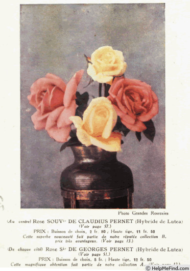 'Souvenir de Claudius Pernet' rose photo