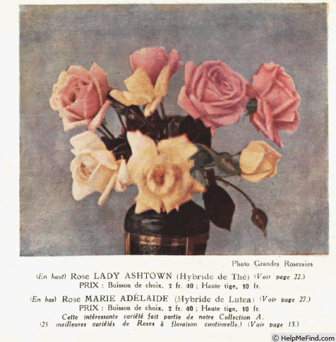 'Lady Ashtown' rose photo