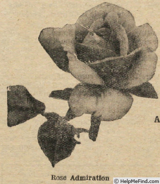 'Admiration (hybrid tea, McGredy, 1922)' rose photo
