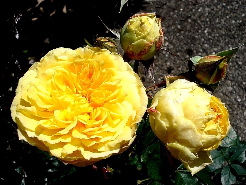 'Molineux' rose photo