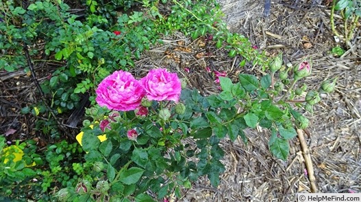 'Scout’s Rose' rose photo