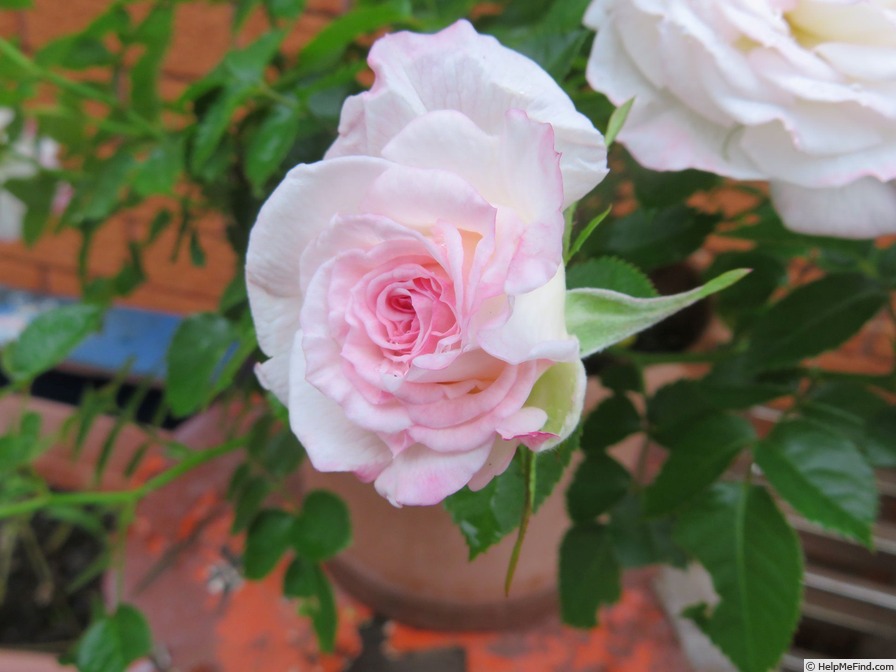 'Margaret Patricia' rose photo